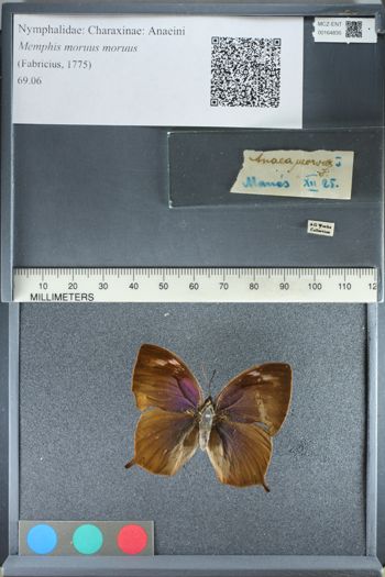 Media type: image;   Entomology 164835